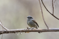 Colorhamphus parvirostris