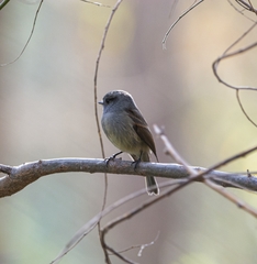 Colorhamphus parvirostris
