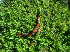 Pliocercus elapoides