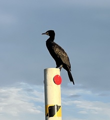Phalacrocorax carbo sinensis