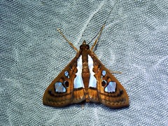 Glyphodes bivitralis