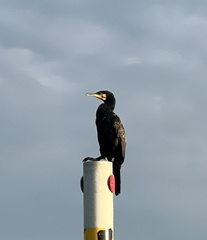 Phalacrocorax carbo sinensis