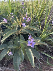Solanum campylacanthum