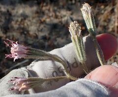 Palafoxia arida arida