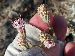 Palafoxia arida arida