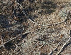 Palafoxia arida arida