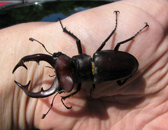 Lucanus elaphus