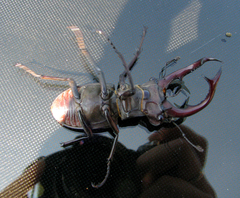 Lucanus elaphus