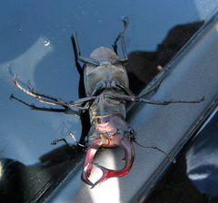 Lucanus elaphus