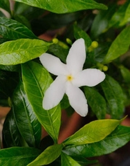 Tabernaemontana divaricata