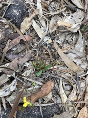 Goodenia caroliniana
