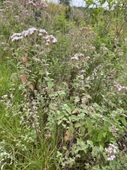 Stevia ovata