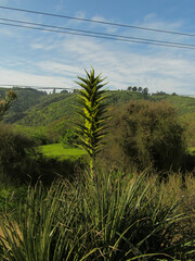 Puya chilensis