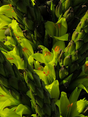 Puya chilensis