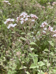 Stevia ovata