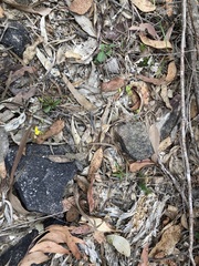 Goodenia caroliniana