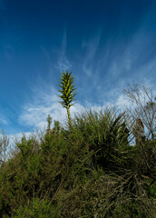 Puya chilensis