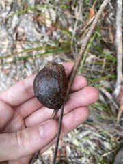 Apiomorpha variabilis