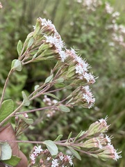 Stevia ovata