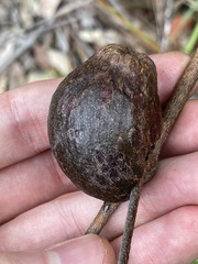 Apiomorpha variabilis
