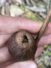 Apiomorpha variabilis