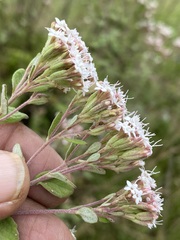 Stevia ovata