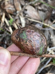 Apiomorpha variabilis