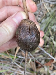 Apiomorpha variabilis
