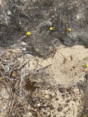 Goodenia caroliniana