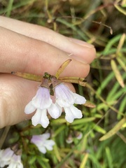 Prostanthera linearis