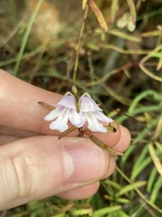 Prostanthera linearis