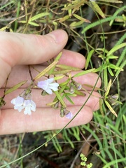 Prostanthera linearis