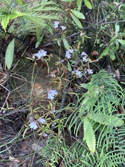 Prostanthera linearis