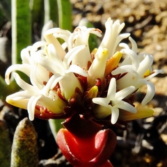 Crassula columnaris