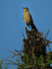 Mimus thenca