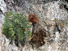 Hypodematium crenatum