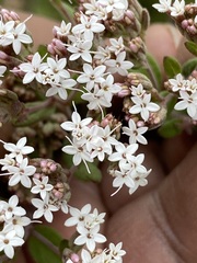 Stevia ovata