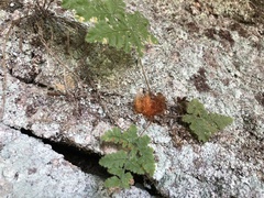 Hypodematium crenatum