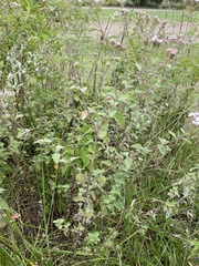 Stevia ovata
