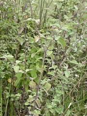 Stevia ovata