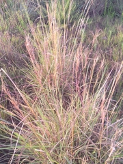 Themeda triandra