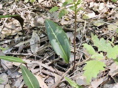 Cryptostylis ovata