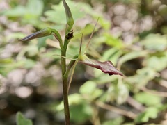 Cryptostylis ovata