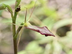 Cryptostylis ovata