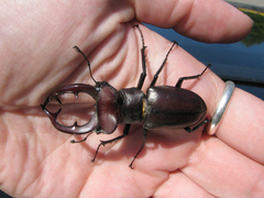 Lucanus elaphus