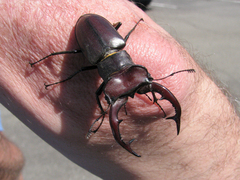 Lucanus elaphus