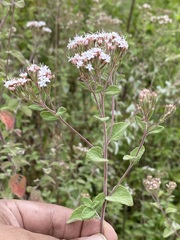 Stevia ovata