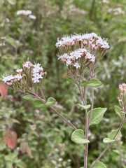 Stevia ovata
