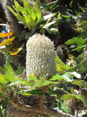 Banksia serrata