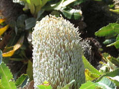 Banksia serrata